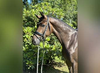 Oldenbourg, Hongre, 4 Ans, 165 cm, Bai brun