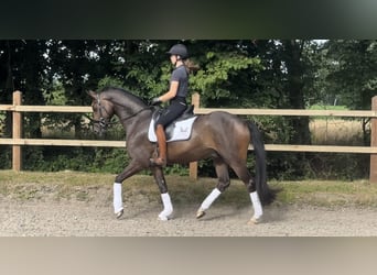 Oldenbourg, Hongre, 4 Ans, 165 cm, Bai brun