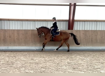 Oldenbourg, Hongre, 4 Ans, 165 cm, Bai