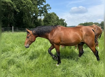 Oldenbourg, Hongre, 4 Ans, 165 cm, Bai