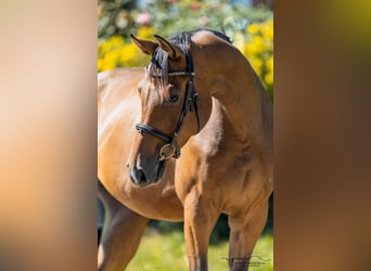 Oldenbourg, Hongre, 4 Ans, 165 cm, Bai clair