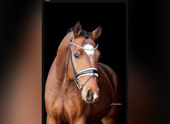 Oldenbourg, Hongre, 4 Ans, 165 cm, Gris (bai-dun)