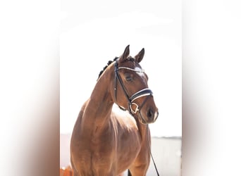 Oldenbourg, Hongre, 4 Ans, 165 cm, Gris (bai-dun)