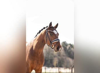 Oldenbourg, Hongre, 4 Ans, 165 cm, Gris (bai-dun)
