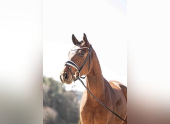 Oldenbourg, Hongre, 4 Ans, 165 cm, Gris (bai-dun)