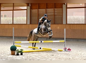 Oldenbourg, Hongre, 4 Ans, 165 cm, Gris