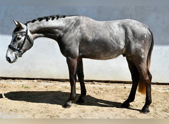 Oldenbourg, Hongre, 4 Ans, 165 cm, Gris