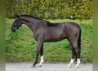 Oldenbourg, Hongre, 4 Ans, 165 cm, Noir