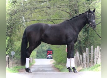 Oldenbourg, Hongre, 4 Ans, 165 cm, Noir