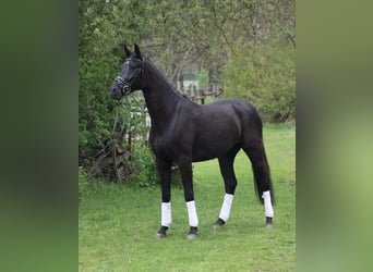 Oldenbourg, Hongre, 4 Ans, 165 cm, Noir