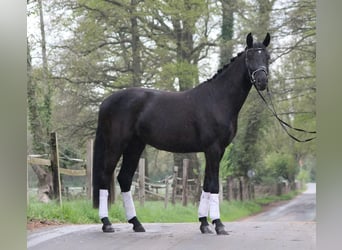 Oldenbourg, Hongre, 4 Ans, 165 cm, Noir
