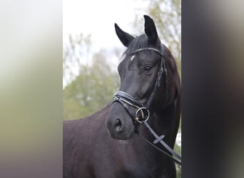 Oldenbourg, Hongre, 4 Ans, 165 cm, Noir
