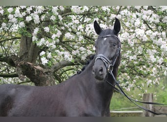 Oldenbourg, Hongre, 4 Ans, 165 cm, Noir