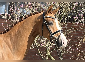 Oldenbourg, Hongre, 4 Ans, 166 cm, Alezan