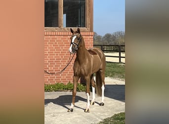 Oldenbourg, Hongre, 4 Ans, 166 cm, Alezan