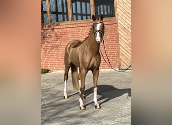 Oldenbourg, Hongre, 4 Ans, 166 cm, Alezan