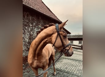 Oldenbourg, Hongre, 4 Ans, 166 cm, Alezan