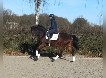 Oldenbourg, Hongre, 4 Ans, 166 cm, Bai brun