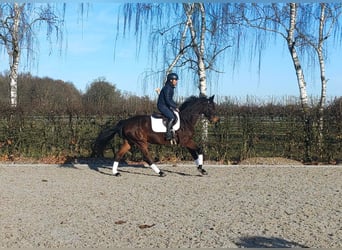 Oldenbourg, Hongre, 4 Ans, 166 cm, Bai brun