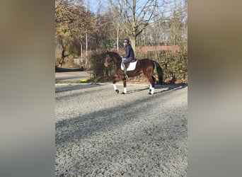 Oldenbourg, Hongre, 4 Ans, 166 cm, Bai brun