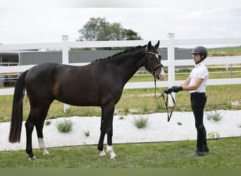 Oldenbourg, Hongre, 4 Ans, 166 cm, Bai brun