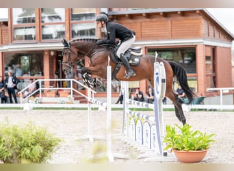 Oldenbourg, Hongre, 4 Ans, 166 cm, Bai brun