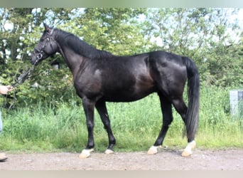 Oldenbourg, Hongre, 4 Ans, 166 cm, Bai brun foncé