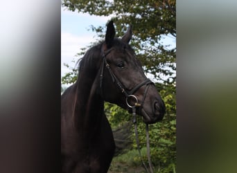 Oldenbourg, Hongre, 4 Ans, 166 cm, Bai brun foncé