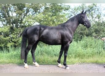 Oldenbourg, Hongre, 4 Ans, 166 cm, Bai brun foncé