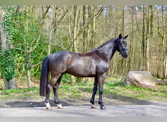 Oldenbourg, Hongre, 4 Ans, 166 cm, Bai brun foncé