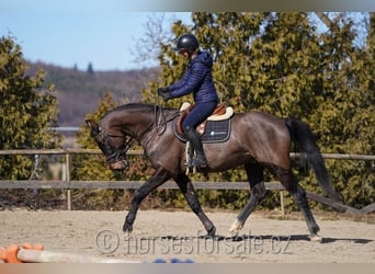 Oldenbourg, Hongre, 4 Ans, 166 cm, Bai brun foncé