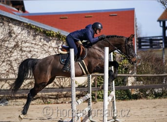 Oldenbourg, Hongre, 4 Ans, 166 cm, Bai brun foncé