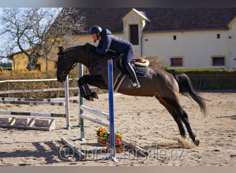 Oldenbourg, Hongre, 4 Ans, 166 cm, Bai brun foncé