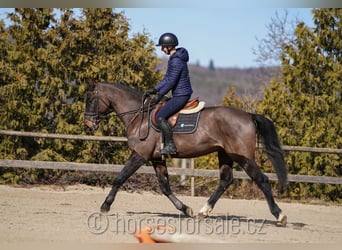 Oldenbourg, Hongre, 4 Ans, 166 cm, Bai brun foncé