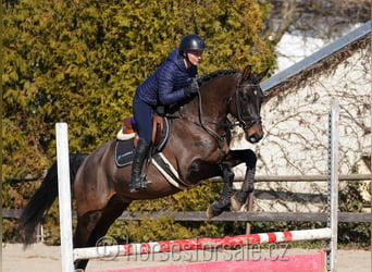 Oldenbourg, Hongre, 4 Ans, 166 cm, Bai brun foncé