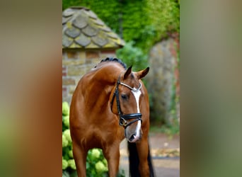 Oldenbourg, Hongre, 4 Ans, 166 cm, Bai