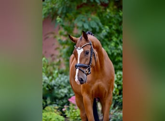 Oldenbourg, Hongre, 4 Ans, 166 cm, Bai