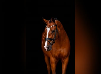 Oldenbourg, Hongre, 4 Ans, 166 cm, Bai