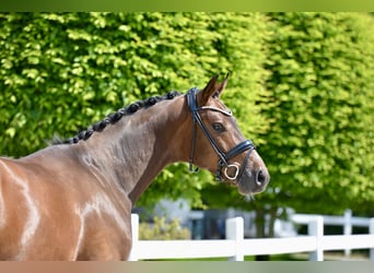 Oldenbourg, Hongre, 4 Ans, 166 cm, Bai