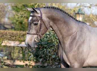 Oldenbourg, Hongre, 4 Ans, 166 cm