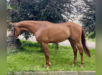 Oldenbourg, Hongre, 4 Ans, 167 cm, Alezan