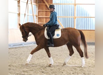 Oldenbourg, Hongre, 4 Ans, 167 cm, Alezan