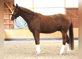 Oldenbourg, Hongre, 4 Ans, 167 cm, Alezan