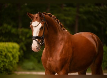 Oldenbourg, Hongre, 4 Ans, 167 cm, Alezan