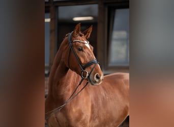 Oldenbourg, Hongre, 4 Ans, 167 cm, Alezan