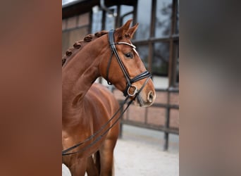 Oldenbourg, Hongre, 4 Ans, 167 cm, Alezan