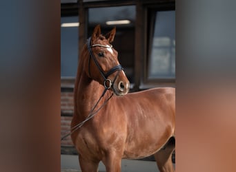 Oldenbourg, Hongre, 4 Ans, 167 cm, Alezan