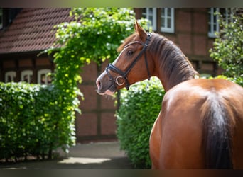 Oldenbourg, Hongre, 4 Ans, 167 cm, Alezan