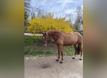 Oldenbourg, Hongre, 4 Ans, 167 cm, Alezan