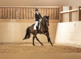 Oldenbourg, Hongre, 4 Ans, 167 cm, Bai brun